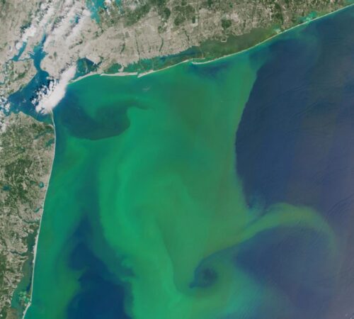 A NASA satellite image of A 2015 algae bloom in the Atlantic Ocean.