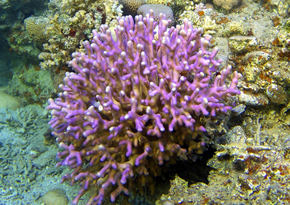 Ocean coral