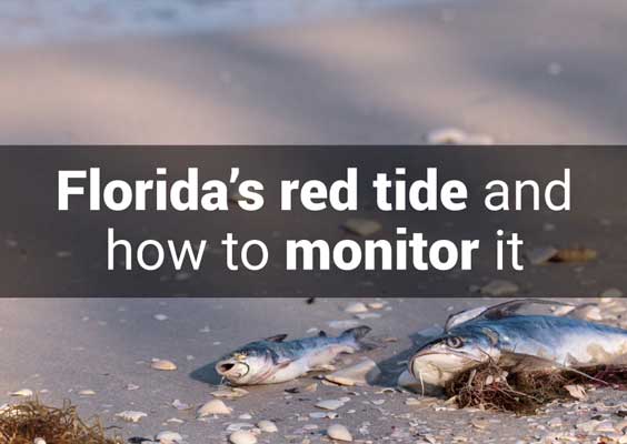 Florida's Red Tide