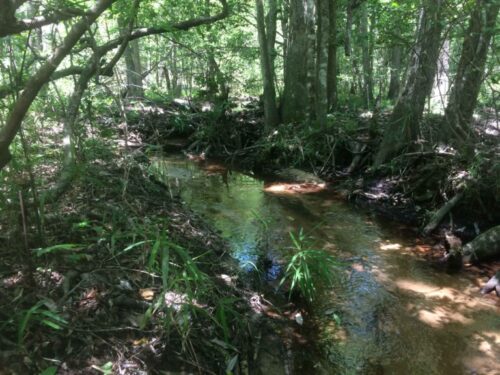 Bickley Stream Restoration