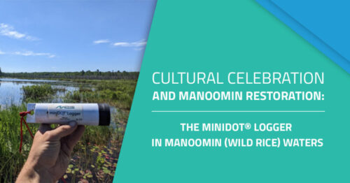 Graphic image showing the miniDOT® logger in the Great Lakes’ coastal wetlands. The graphic is an image on the left side and on the right side there is text that reads, "Search Query What are you looking for? Cultural Celebration and Manoomin Restoration: The miniDOT® Logger in Manoomin (Wild Rice) Waters."