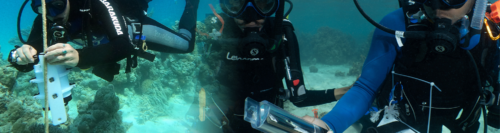 scuba divers using minidot