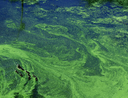 blue green algae in water
