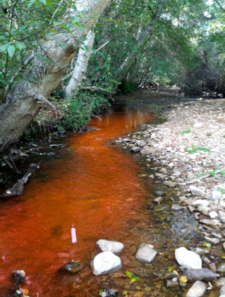 Orange rhodamine dye in Scotts Creek 