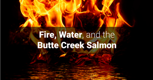 A destructive and deadly campfire mix of toxic ash, metals, and chemicals with text stating “Fire, Water and the Butte Creek Salmon.”