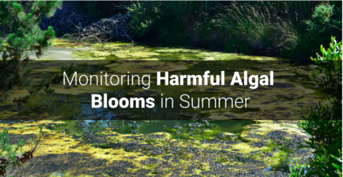 Harmful algal bloom (HAB), colonies naturally occurring during late summer in aquatic ecosystems.