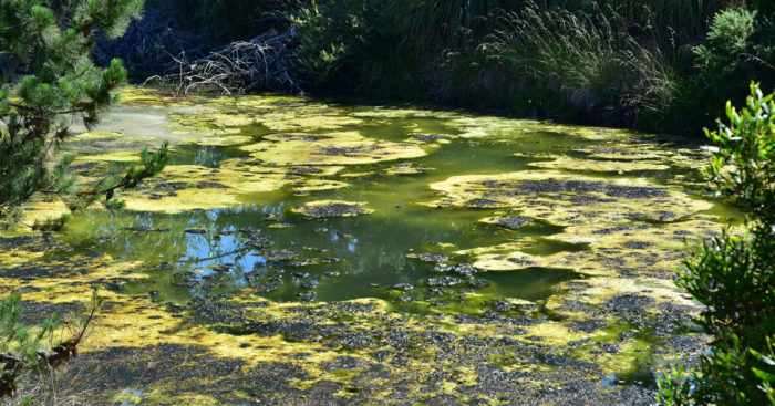 Monitoring Harmful Algal Blooms in Summer