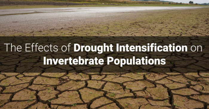 The Effects of Drought Intensification on Invertebrate Populations