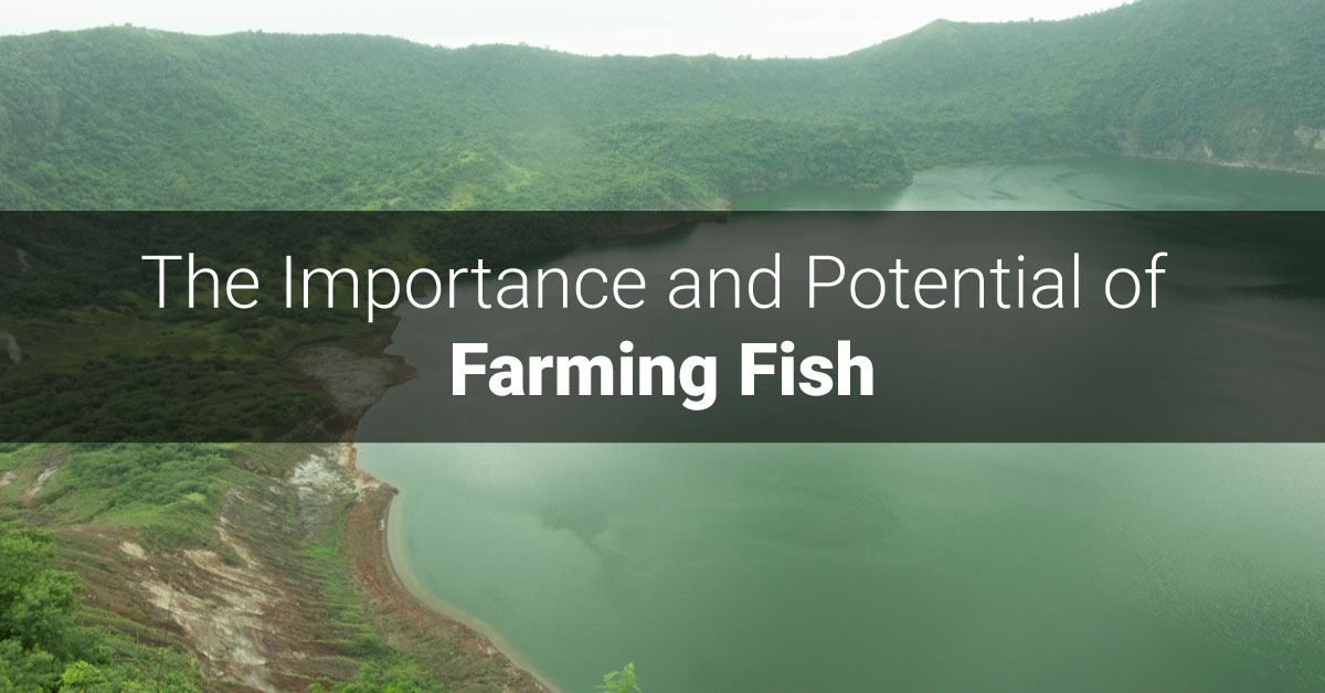 The Importance And Potential Of Farming Fish