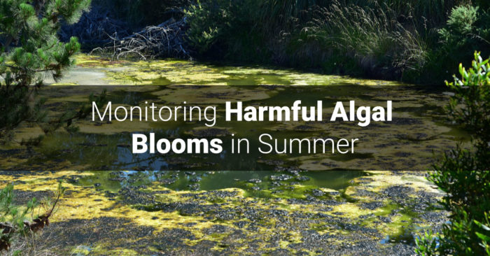 Monitoring Harmful Algal Blooms in Summer