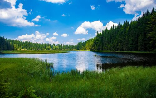 River surrounded by wooded area.