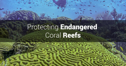 Green coral reef underwater with text overlay, "Protecting Endangered Coral Reefs."