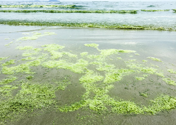 Monitoring Toxic Algae in Alabama