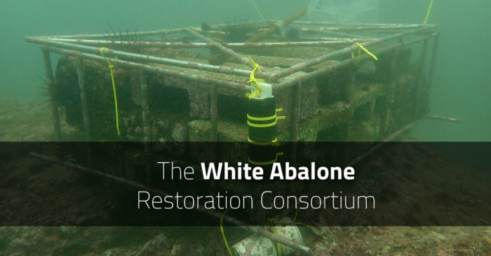 The White Abalone Restoration Consortium